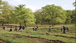نجوای سبز طبیعت در خراسان‌شمالی؛ کاشت ۴.۵ میلیون نهال